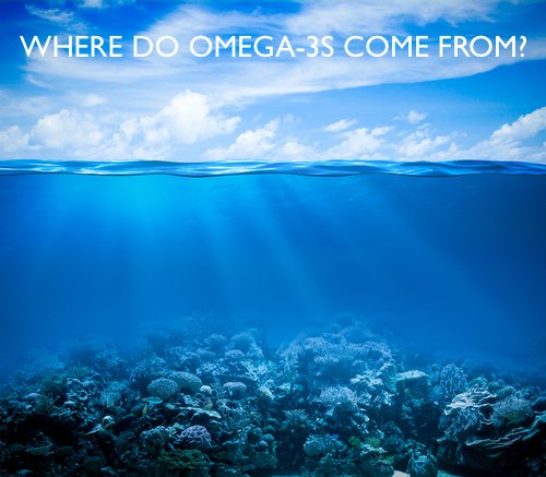 An illustration of the ocean with the water surface dividing a bright blue sky with white clouds from the deep blue underwater scene below. Light rays penetrate the water, illuminating a coral reef at the ocean floor.