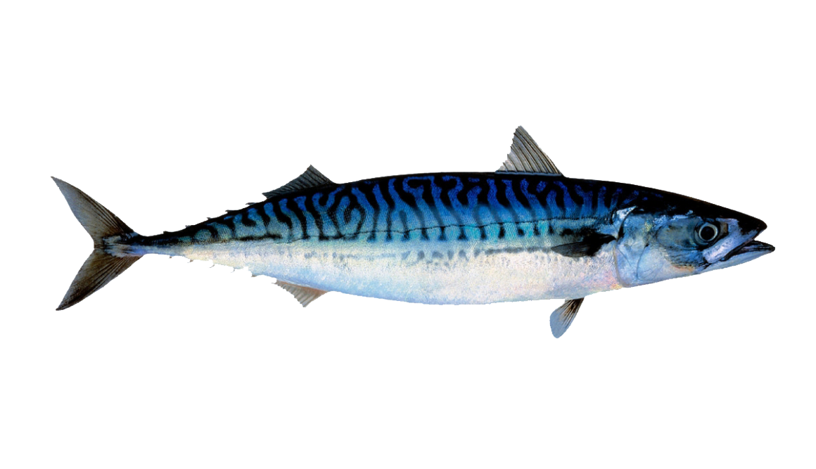 A high-resolution, isolated image of a whole mackerel fish with distinctive blue and black striped markings.