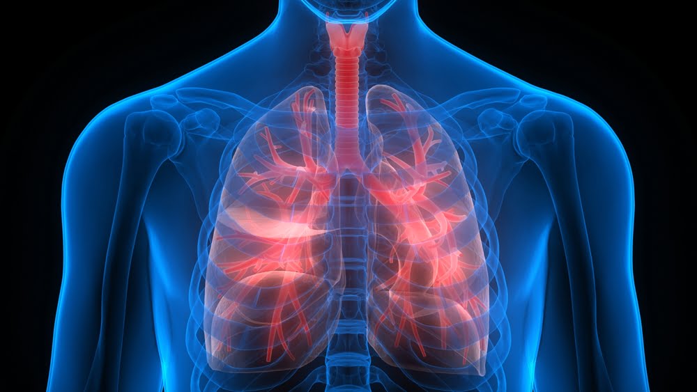 Digital medical illustration showing the human upper torso with lungs and bronchial pathways highlighted in red, representing the respiratory system.