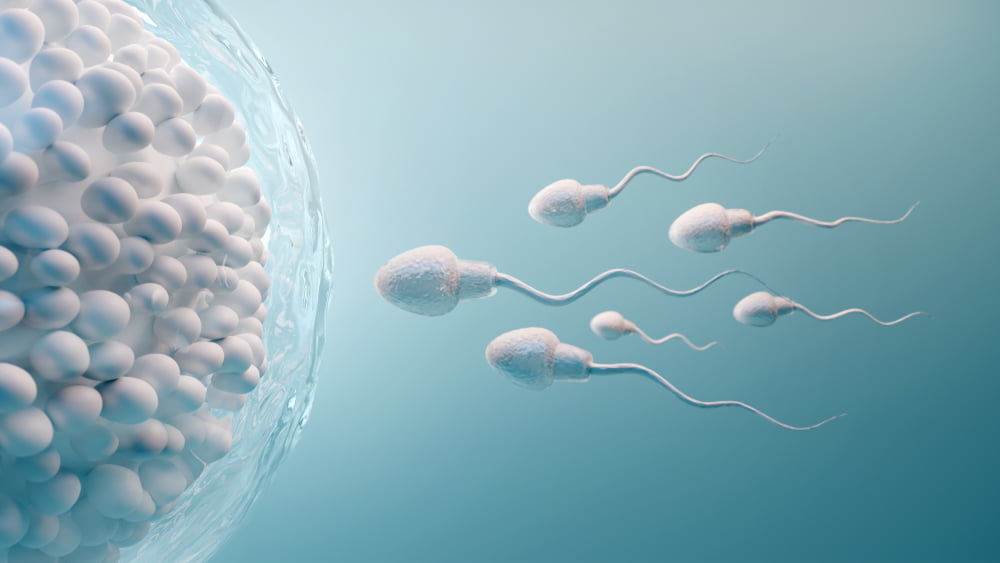 3D illustration of several sperm approaching a large human egg (ovum) during fertilization.