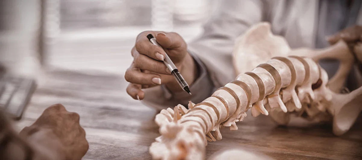 Person examining a model of a human spine with a pen in hand.