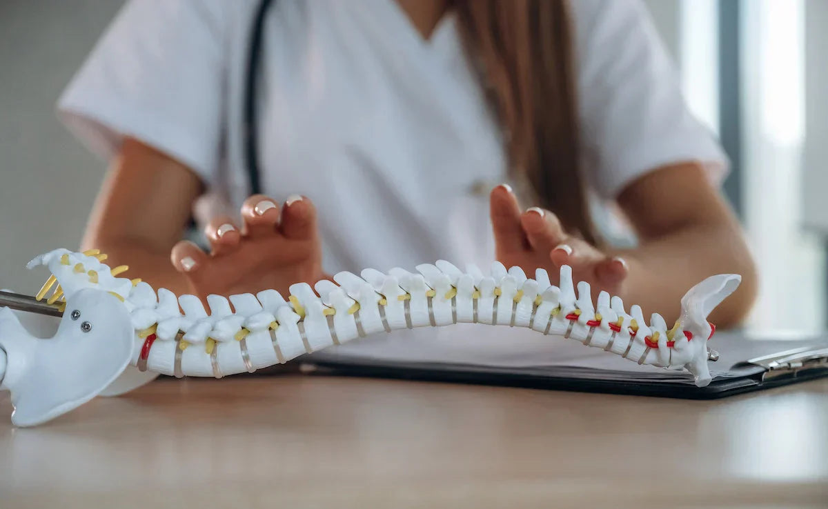 Person holding a model of a spine on a desk