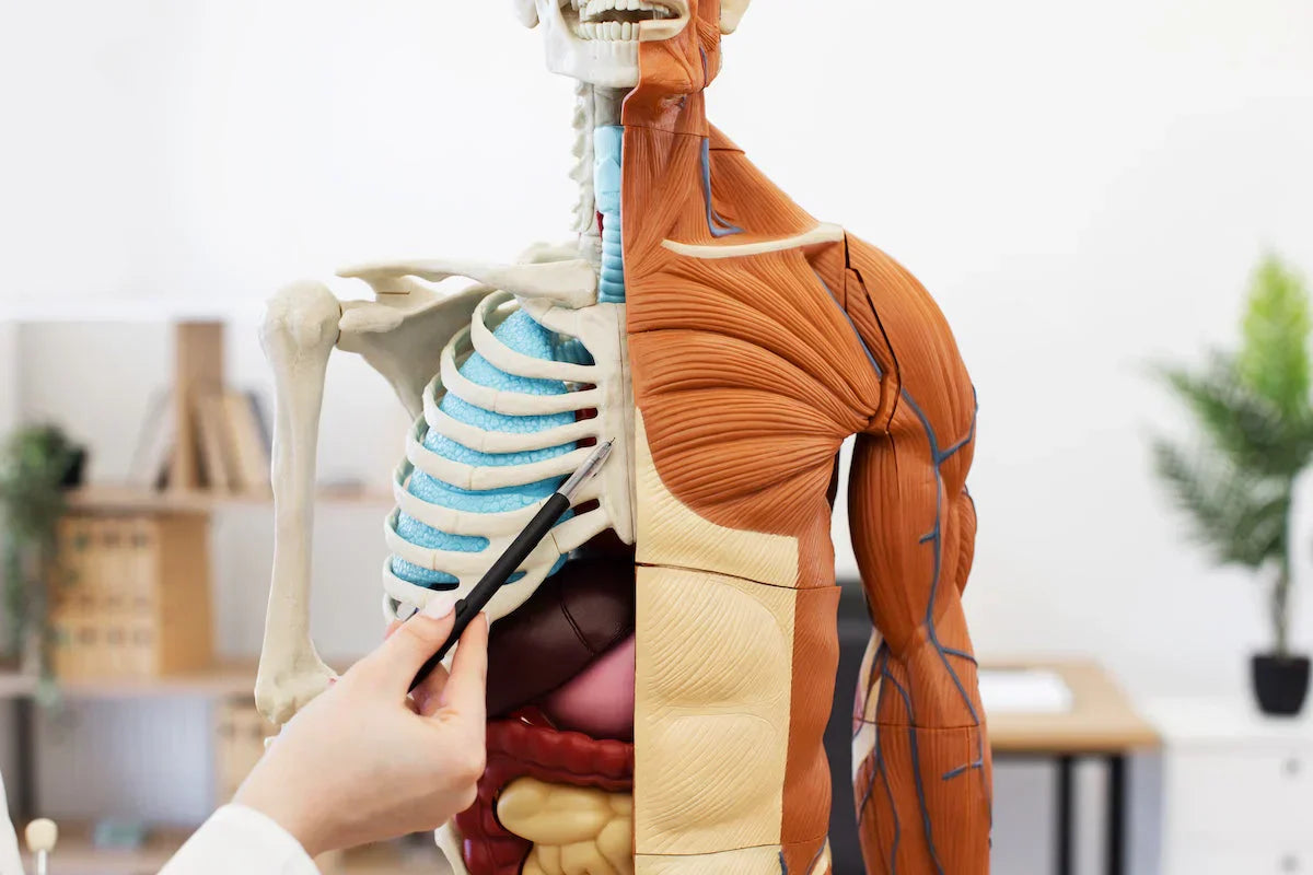 Anatomy model of a human body with visible skeleton and muscles, held by a hand.