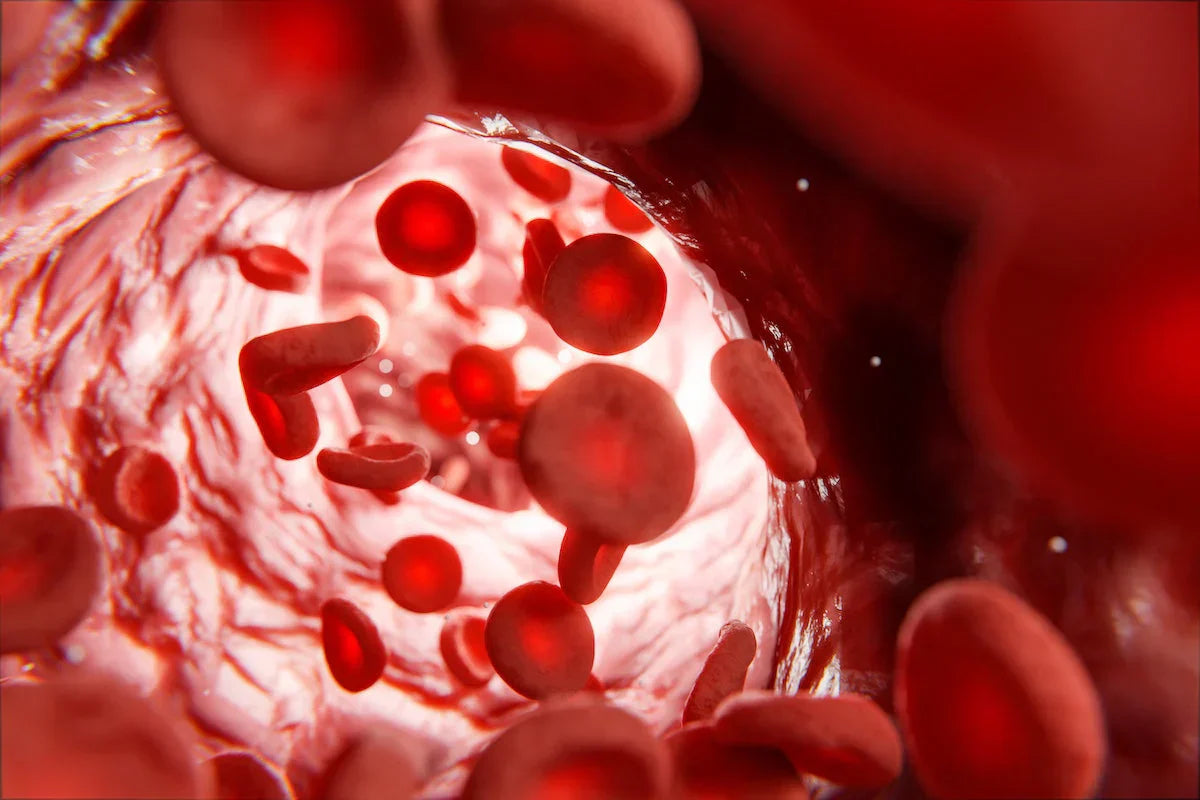 Red blood cells flowing through a blood vessel